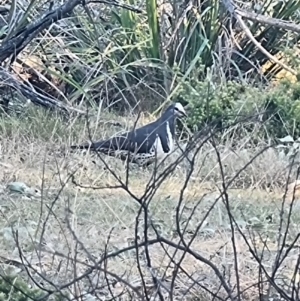 Leucosarcia melanoleuca at Mogareeka, NSW - 30 Aug 2024 04:51 PM