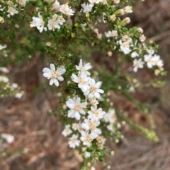 Olearia microphylla (Olearia) at Campbell, ACT - 30 Aug 2024 by SilkeSma