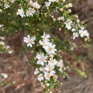 Olearia microphylla at Campbell, ACT - 30 Aug 2024