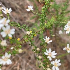 Olearia microphylla at Campbell, ACT - 30 Aug 2024 03:42 PM