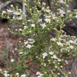 Olearia microphylla at Campbell, ACT - 30 Aug 2024