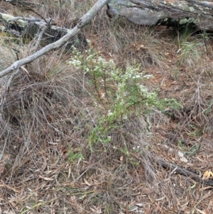 Olearia microphylla at Campbell, ACT - 30 Aug 2024 03:42 PM