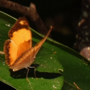 Cupha prosope at Sheldon, QLD - suppressed
