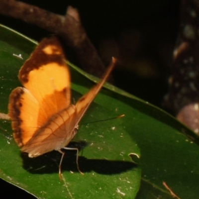 Cupha prosope (Bordered Rustic) at Sheldon, QLD - 24 Aug 2024 by PJH123