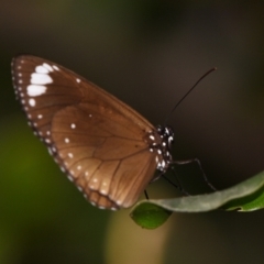 Euploea tulliolus (Purple Crow) at Sheldon, QLD by PJH123