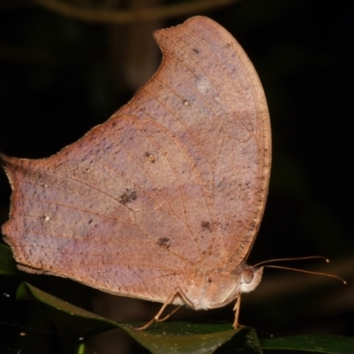 Melanitis leda (Evening Brown) at Sheldon, QLD - 24 Aug 2024 by PJH123