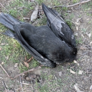 Phalacrocorax sulcirostris at Parkes, ACT - 29 Aug 2024