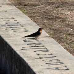 Hirundo neoxena (Welcome Swallow) at Parkes, ACT - 29 Aug 2024 by AlisonMilton