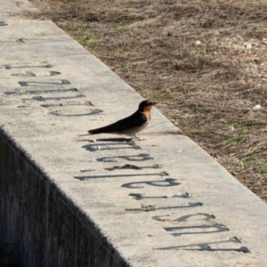 Hirundo neoxena at Parkes, ACT - 29 Aug 2024 01:33 PM