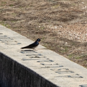 Hirundo neoxena at Parkes, ACT - 29 Aug 2024 01:33 PM