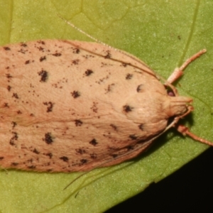 Garrha atripunctatella at Sheldon, QLD - suppressed