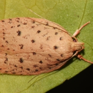 Garrha atripunctatella at suppressed - 24 Aug 2024