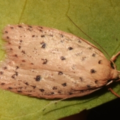 Garrha atripunctatella at Sheldon, QLD - suppressed