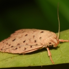 Garrha atripunctatella at Sheldon, QLD - suppressed