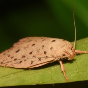 Garrha atripunctatella at suppressed - 24 Aug 2024