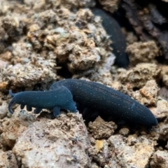 Euperipatoides rowelli (Tallanganda Velvet Worm) at Captains Flat, NSW - 13 Jul 2024 by 1Chris