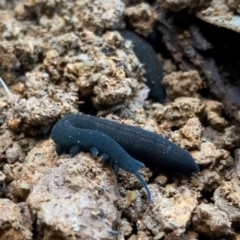 Euperipatoides rowelli at Captains Flat, NSW - 13 Jul 2024