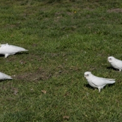 Cacatua sanguinea at Kingston, ACT - 29 Aug 2024