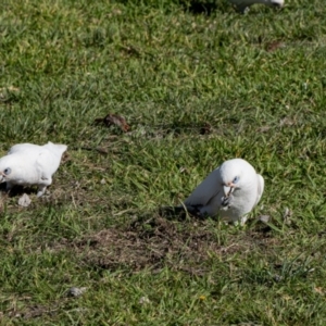 Cacatua sanguinea at Kingston, ACT - 29 Aug 2024