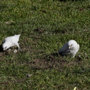 Cacatua sanguinea at Kingston, ACT - 29 Aug 2024