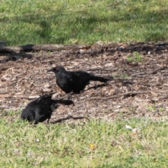 Corcorax melanorhamphos (White-winged Chough) at Kingston, ACT - 29 Aug 2024 by AlisonMilton