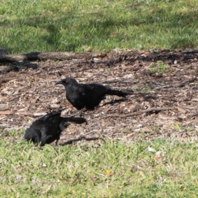 Corcorax melanorhamphos (White-winged Chough) at Kingston, ACT - 29 Aug 2024 by AlisonMilton