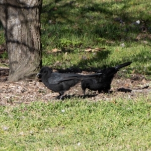 Corcorax melanorhamphos at Kingston, ACT - 29 Aug 2024 02:50 PM