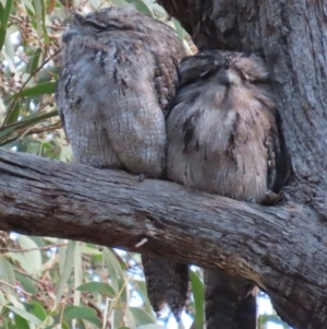 Podargus strigoides at Aranda, ACT - 30 Aug 2024