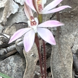 Caladenia fuscata at Aranda, ACT - 30 Aug 2024