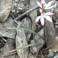 Caladenia fuscata at Aranda, ACT - 30 Aug 2024