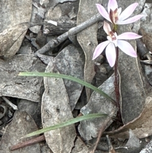 Caladenia fuscata at Aranda, ACT - 30 Aug 2024