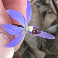 Cyanicula caerulea (Blue Fingers, Blue Fairies) at Aranda, ACT - 30 Aug 2024 by lbradley