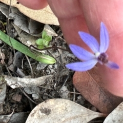 Cyanicula caerulea at Aranda, ACT - suppressed