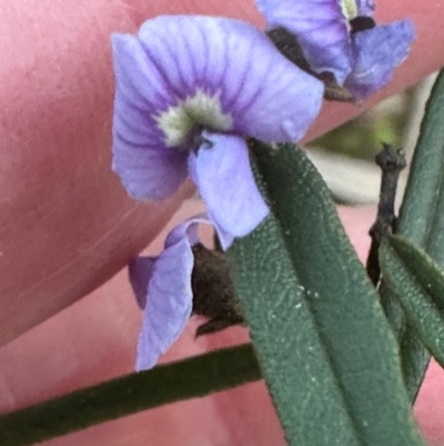 Hovea heterophylla (Common Hovea) at Aranda, ACT - 30 Aug 2024 by lbradley