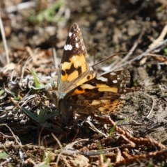 Vanessa kershawi (Australian Painted Lady) at Conder, ACT - 30 Aug 2024 by RodDeb