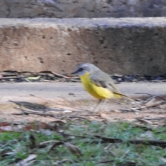 Eopsaltria australis (Eastern Yellow Robin) at Charlotte Pass, NSW - 12 Jan 2015 by KMcCue