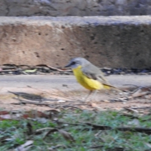 Eopsaltria australis at Charlotte Pass, NSW - 12 Jan 2015 08:39 PM