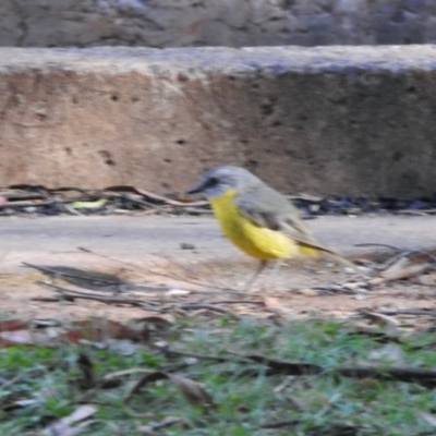 Eopsaltria australis (Eastern Yellow Robin) at Charlotte Pass, NSW - 12 Jan 2015 by KMcCue