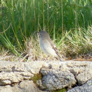 Petroica phoenicea at Charlotte Pass, NSW - 12 Jan 2015