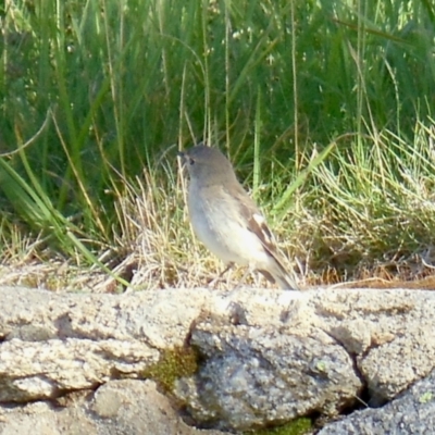 Petroica phoenicea (Flame Robin) at Charlotte Pass, NSW - 12 Jan 2015 by KMcCue