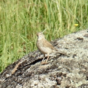 Anthus australis at Charlotte Pass, NSW - 12 Jan 2015