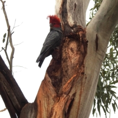 Callocephalon fimbriatum at Kambah, ACT - suppressed