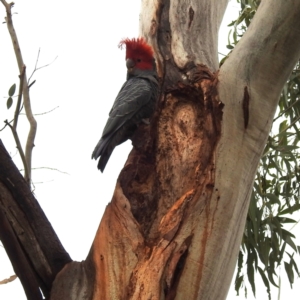 Callocephalon fimbriatum at Kambah, ACT - suppressed