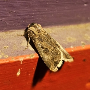 Agrotis munda at Captains Flat, NSW - 30 Aug 2024