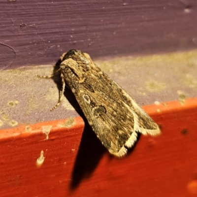 Agrotis munda (Brown Cutworm) at Captains Flat, NSW - 30 Aug 2024 by Csteele4