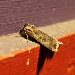 Agrotis munda at Captains Flat, NSW - 30 Aug 2024