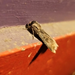 Agrotis munda at Captains Flat, NSW - 30 Aug 2024