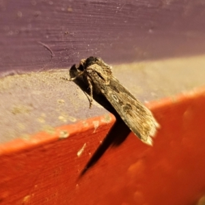 Agrotis munda at Captains Flat, NSW - suppressed