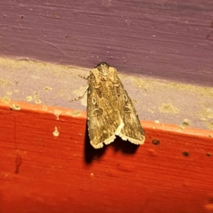 Agrotis munda at Captains Flat, NSW - suppressed