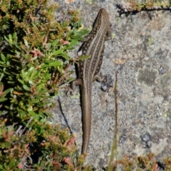 Liopholis whitii (White's Skink) at Kosciuszko, NSW - 15 Jan 2015 by KMcCue